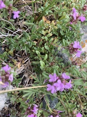 Thymus seravschanicus
