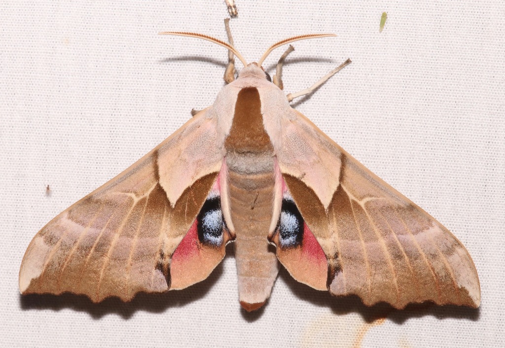 Salicet sphinx