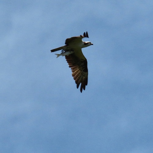 Osprey (Pandion haliaetus)