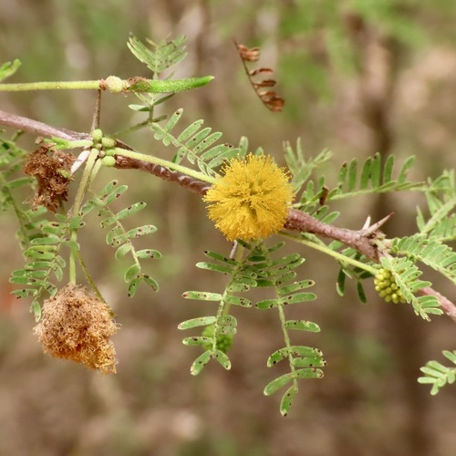 Sweet acacia (Vachellia farnesiana)