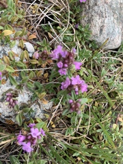 Thymus seravschanicus
