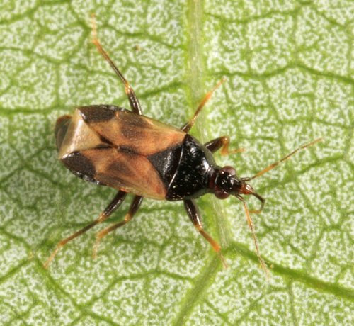 Calliodis