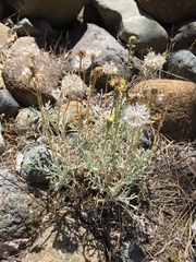 Chaenactis suffrutescens