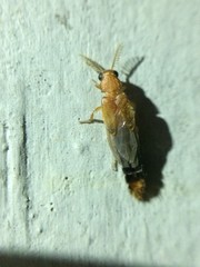 Distremocephalus texanus