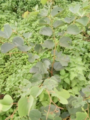 Piliostigma thonningii