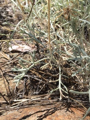 Chaenactis suffrutescens