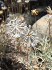 Chaenactis suffrutescens