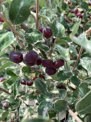 Lonicera microphylla