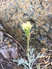 Chaenactis suffrutescens