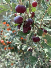 Lonicera microphylla