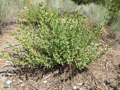 Brickellia greenei