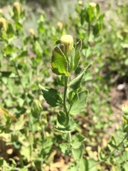 Brickellia greenei