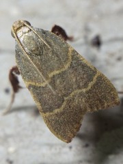 Parachma ochracealis
