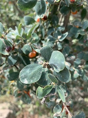 Lonicera microphylla
