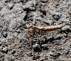 Litaneutria pacifica