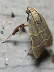 Parachma ochracealis