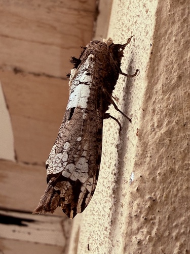 Strigocossus crassa