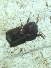 Xylobiops texanus