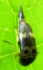 Glipa oculata