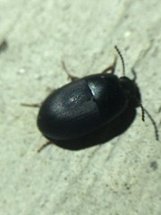 Gondwanocrypticus platensis