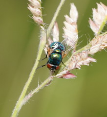 Neomyia lauta