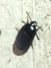 Gondwanocrypticus platensis