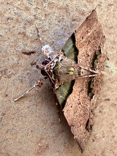 Chlorograpta variegata