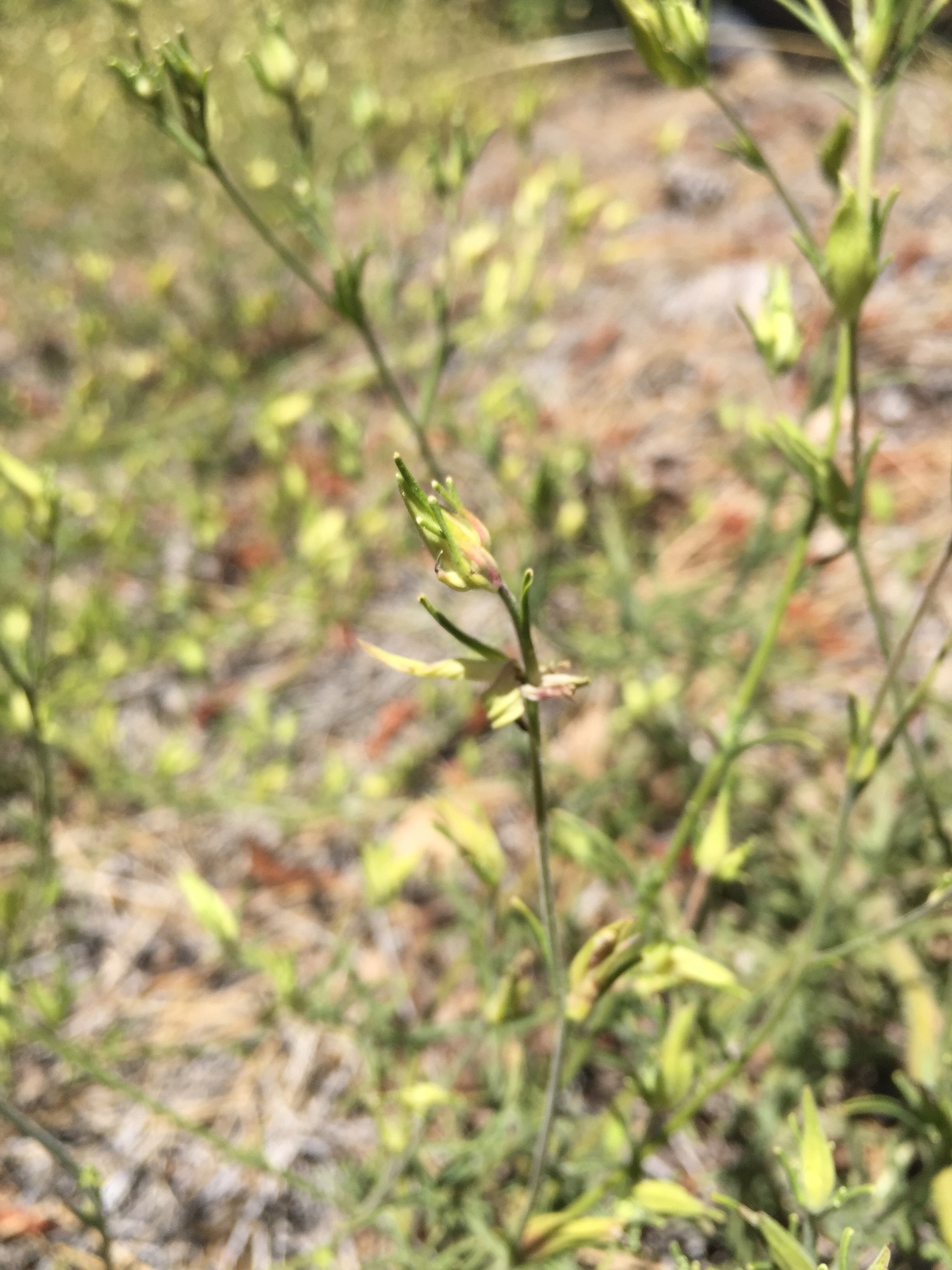 Cordylanthus tenuis ssp. pallescens