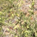 Cordylanthus tenuis pallescens - Photo (c) Katie Ferguson, alguns direitos reservados (CC BY-NC), uploaded by Katie Ferguson