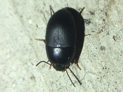 Gondwanocrypticus platensis