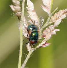 Neomyia lauta