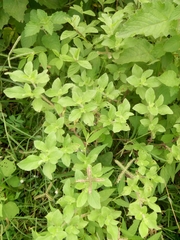 Acanthospermum hispidum