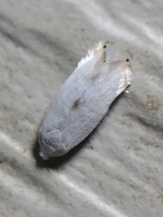 Pseudopostega quadristrigella