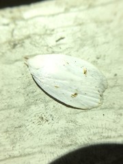 Durrantia piperatella