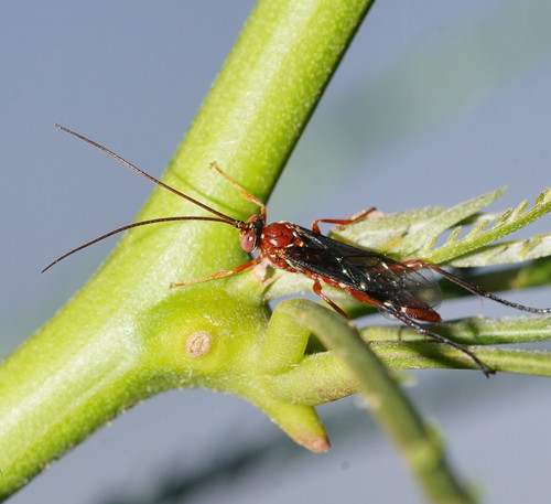 Orchid Dupe Wasp