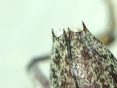 Elaphidion mucronatum