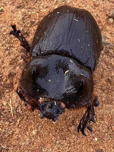 Archophanes cratericollis