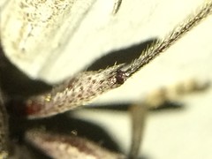 Elaphidion mucronatum