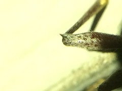 Elaphidion mucronatum