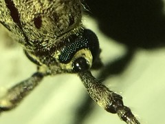 Elaphidion mucronatum