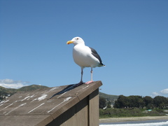 Larus occidentalis
