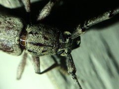 Elaphidion mucronatum