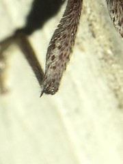 Elaphidion mucronatum