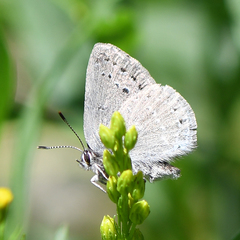 Satyrium semiluna