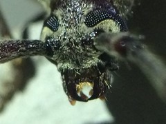 Elaphidion mucronatum