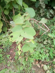 Piliostigma thonningii