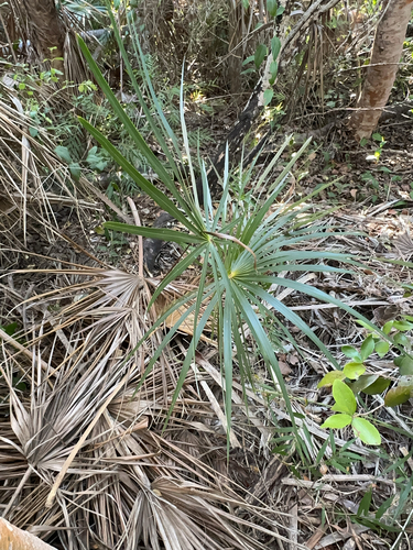 Florida silver palm (Coccothrinax argentata)