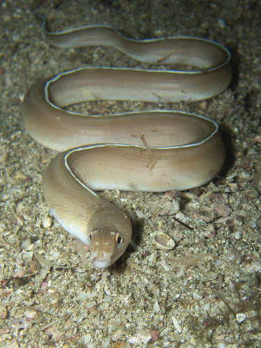 Verrill's moray (Gymnothorax verrilli) — Muraenidae