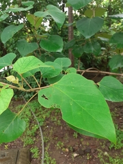 Gmelina arborea