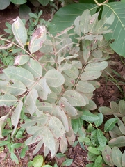 Detarium microcarpum